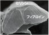 生糸の断面図と構成