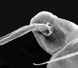 カイコは糸をはく?