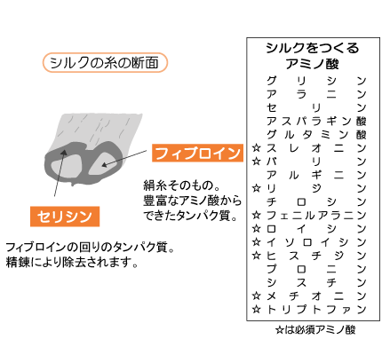 繭に美肌の秘訣がありました!